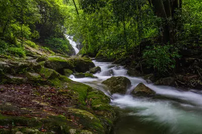 Forest creek
