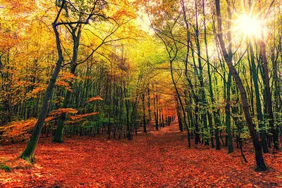 Autumn Forest