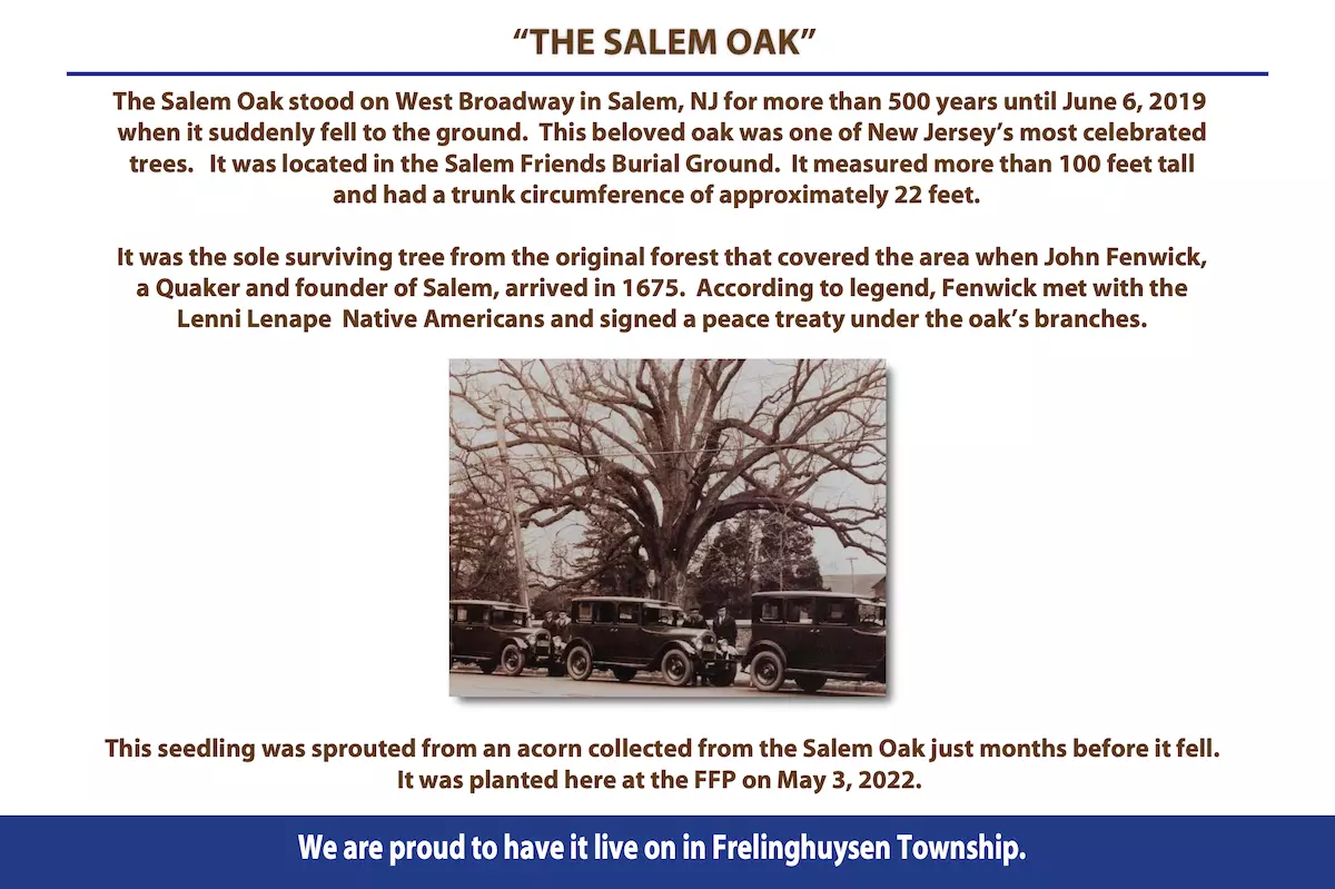 Salem Oak